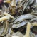 【精品】芝麻叶河南周口量大从优，鲜货发出，可视频验货