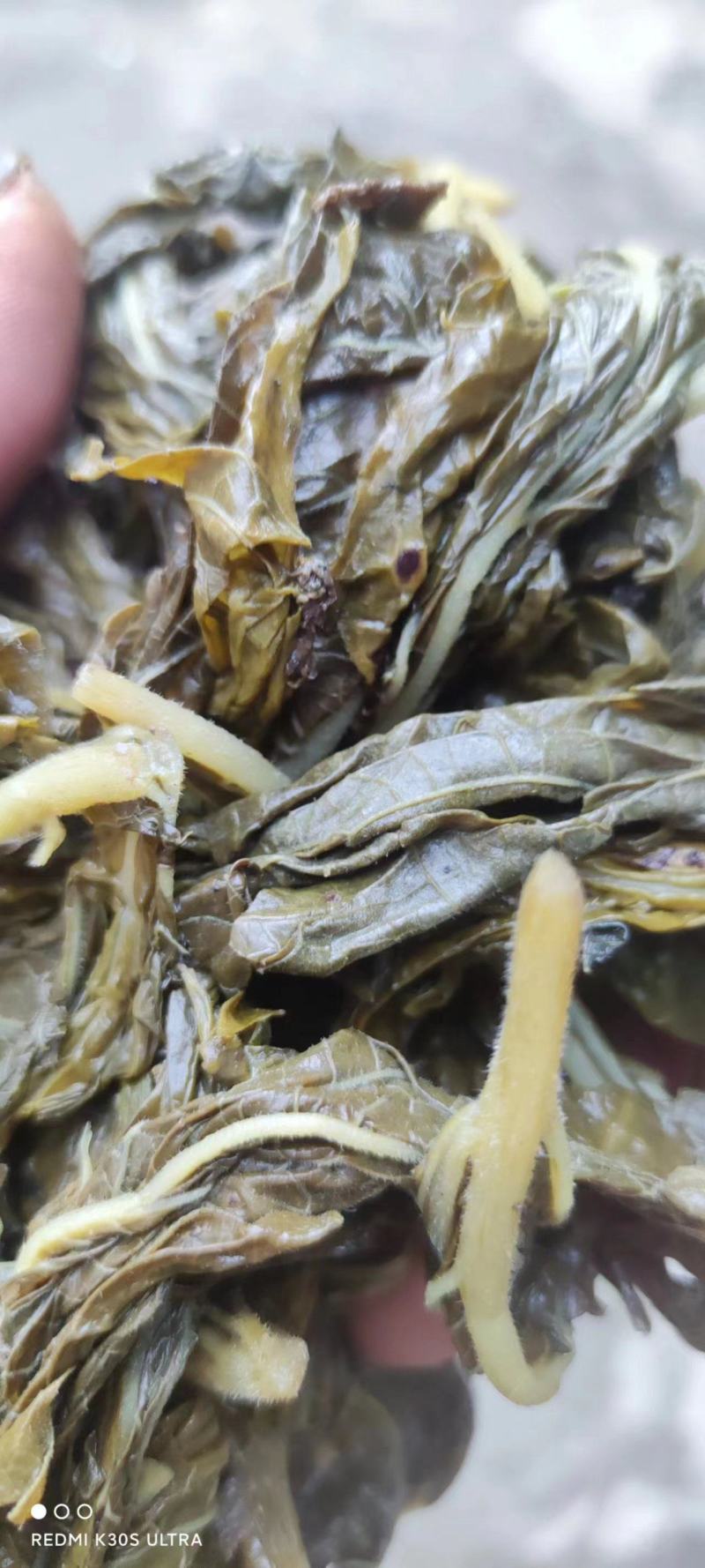 【精品】芝麻叶河南周口量大从优，鲜货发出，可视频验货