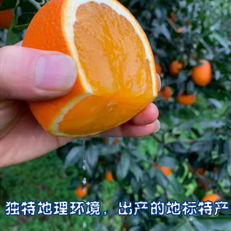 云南沃柑大量开采，红皮嫩肉，实力代办对接各大行业