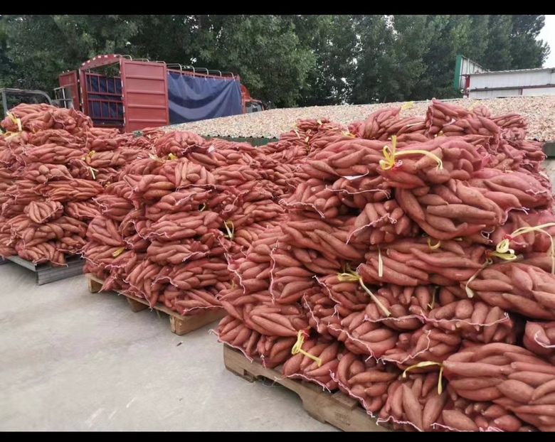 展示电商平台中红薯产品的热销页面截图,重点标注西瓜红与玫红的产品链接与销量 红薯电商平台热销场景