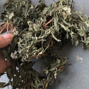 蛤蟆草