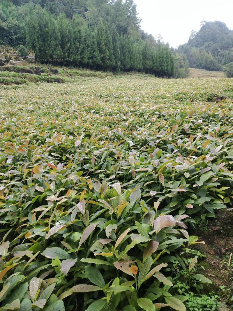 厚朴苗/中药材经济苗木/各种规格有货/现挖现发