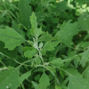 河南周口特产野菜灰灰菜大量供应，新鲜发货，量大从优欢迎咨