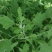 河南周口特产野菜灰灰菜大量供应，新鲜发货，量大从优欢迎咨