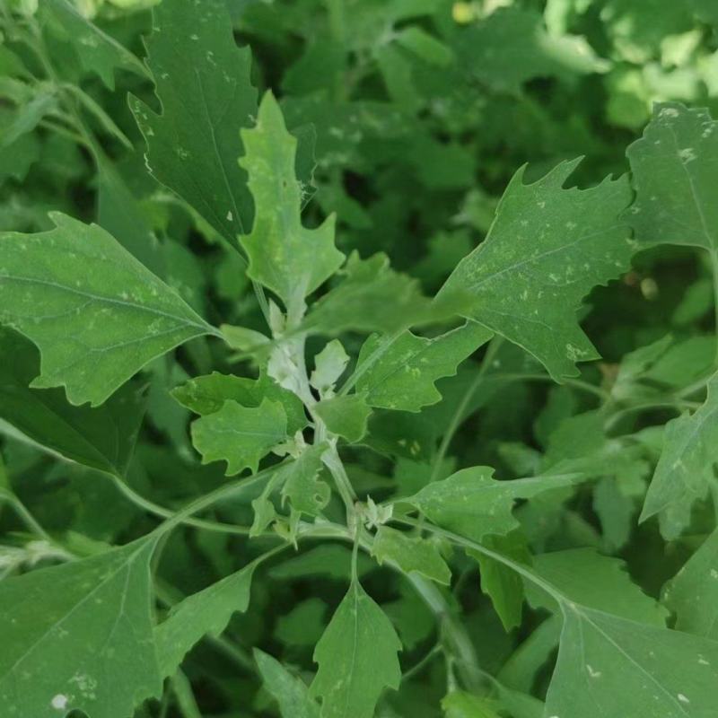 河南周口特产野菜灰灰菜大量供应，新鲜发货，量大从优欢迎咨