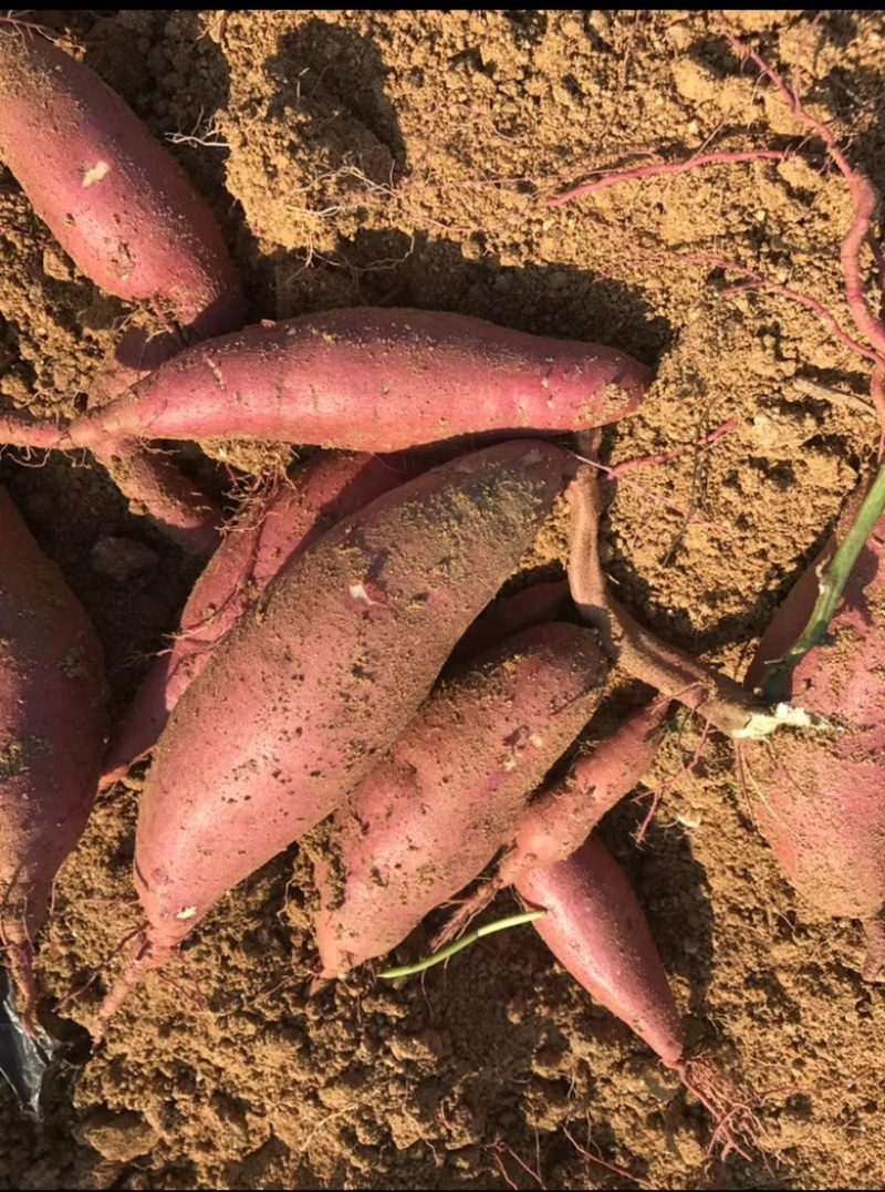 黑土地种植红薯济26基地现挖现卖货源充足