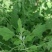河南周口特产野菜灰灰菜大量供应，新鲜发货，量大从优欢迎咨