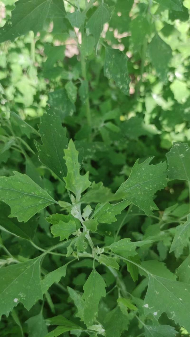 河南周口特产野菜灰灰菜大量供应，新鲜发货，量大从优欢迎咨