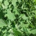 河南周口特产野菜灰灰菜大量供应，新鲜发货，量大从优欢迎咨