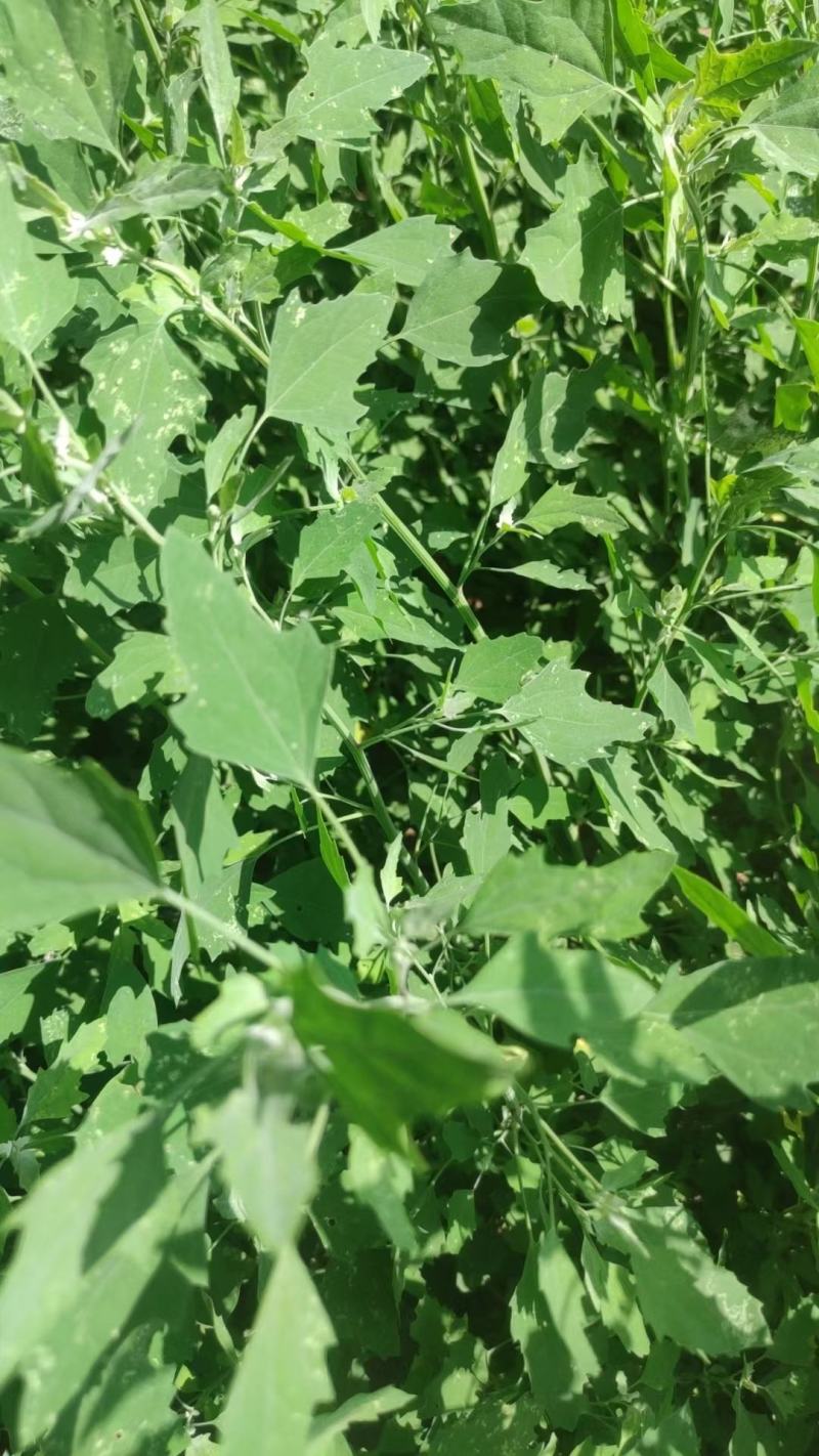 河南周口特产野菜灰灰菜大量供应，新鲜发货，量大从优欢迎咨