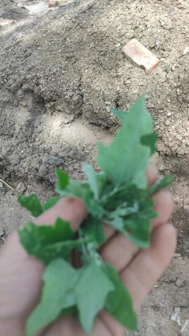 河南周口特产野菜灰灰菜大量供应，新鲜发货，量大从优欢迎咨