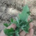 河南周口特产野菜灰灰菜大量供应，新鲜发货，量大从优欢迎咨