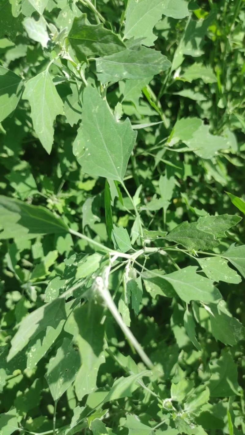 河南周口特产野菜灰灰菜大量供应，新鲜发货，量大从优欢迎咨