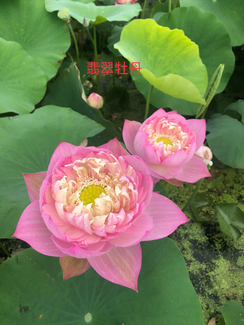 精品荷花友谊牡丹，欢迎订购