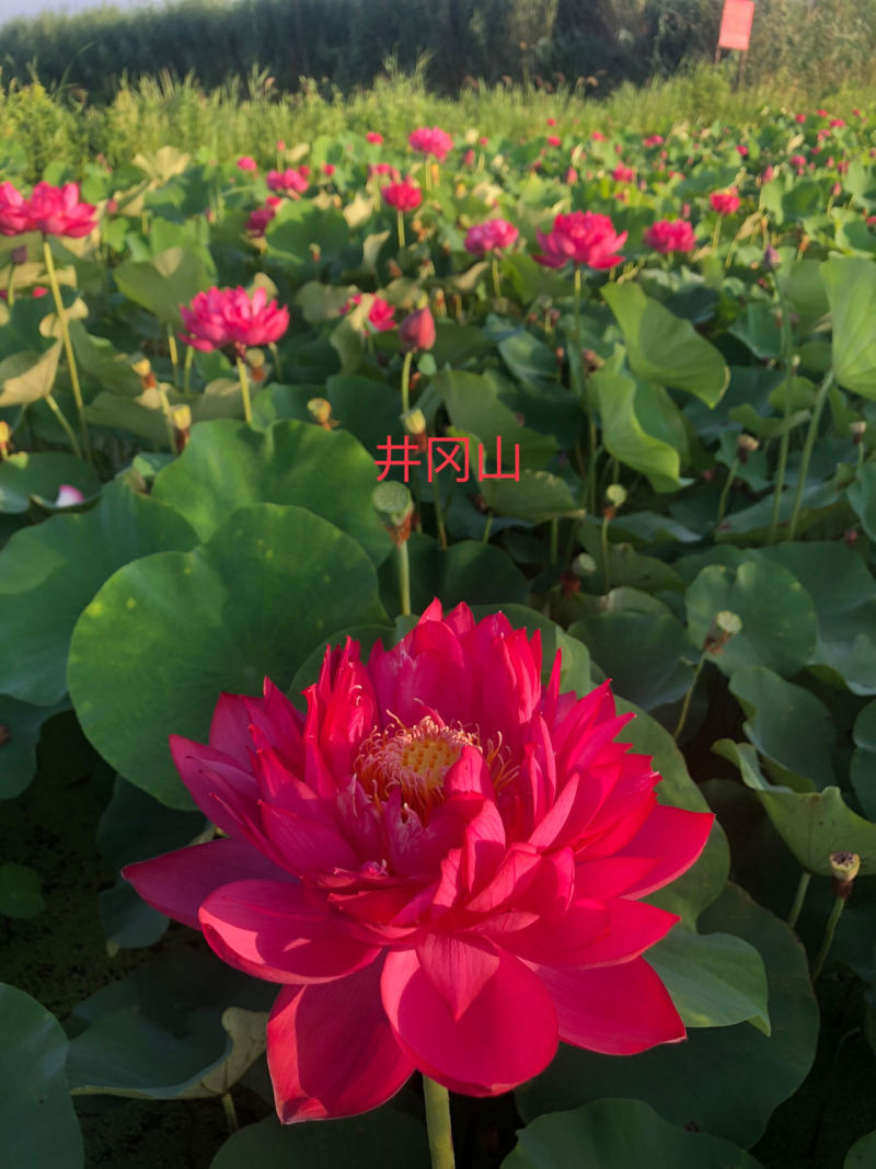 精品荷花友谊牡丹，欢迎订购