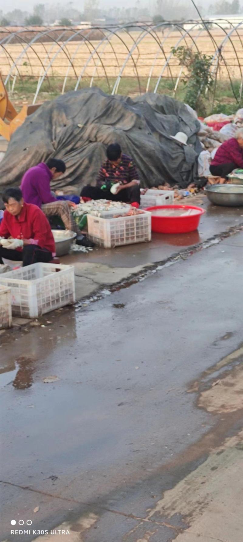冻块红薯大量供应，周口发货，量大从优，保质保量对接全国