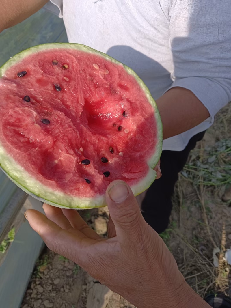 河南西瓜开封美都西瓜皮薄瓤红瓜形圆润包熟包甜包食宿收货快