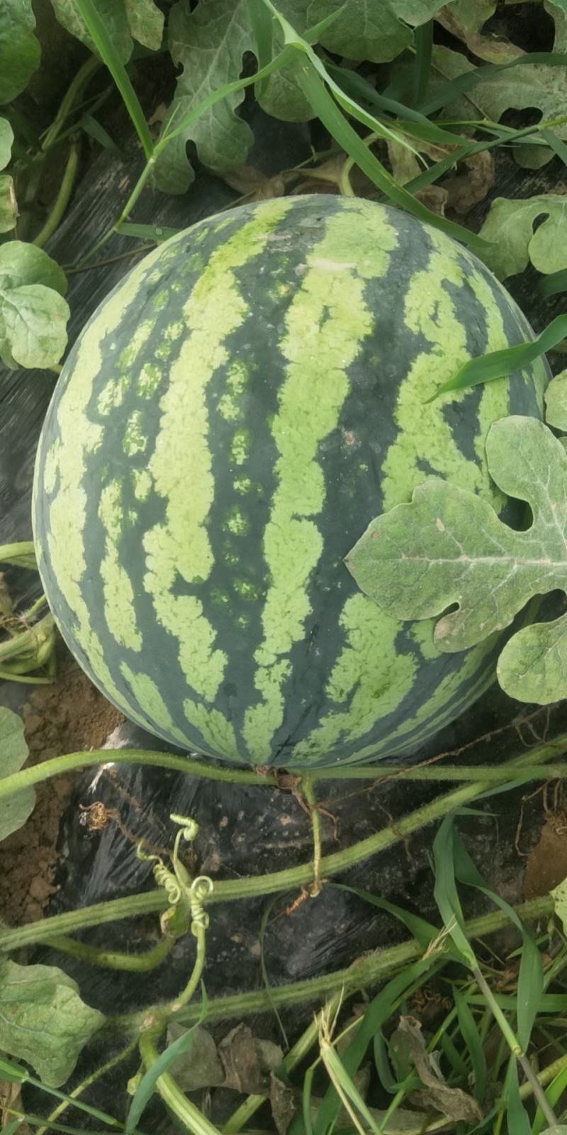 河南西瓜开封美都西瓜皮薄瓤红瓜形圆润包熟包甜包食宿收货快