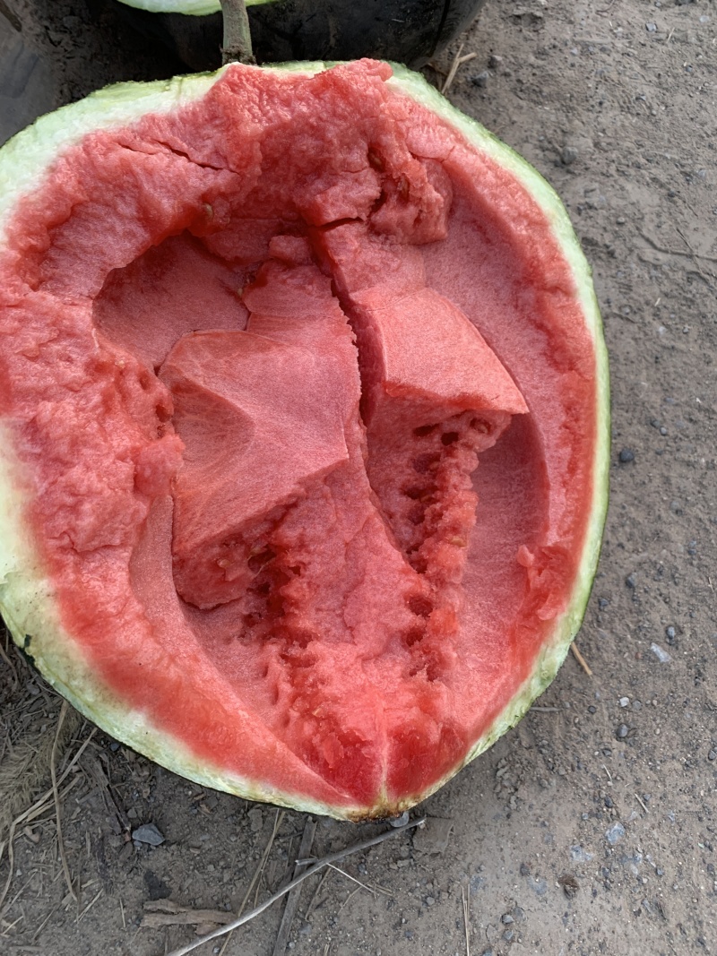 河南西瓜开封美都西瓜皮薄瓤红瓜形圆润包熟包甜包食宿收货快