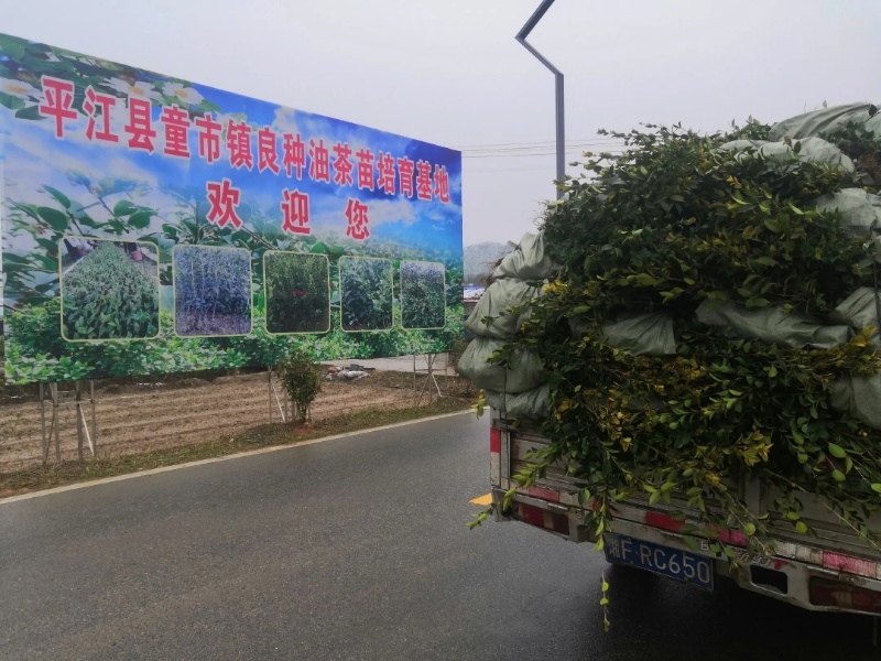 油茶苗长林系列4号53号等高产嫁接油茶苗三华系列软枝包邮
