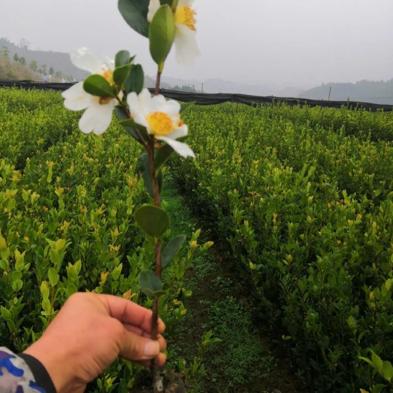 油茶苗长林系列4号53号等高产嫁接油茶苗三华系列软枝包邮