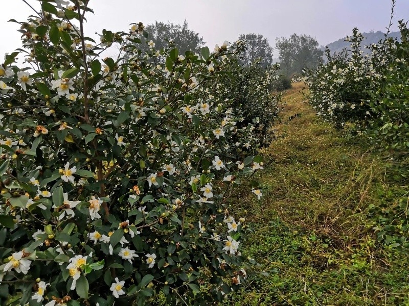 油茶苗长林系列4号53号等高产嫁接油茶苗三华系列软枝包邮