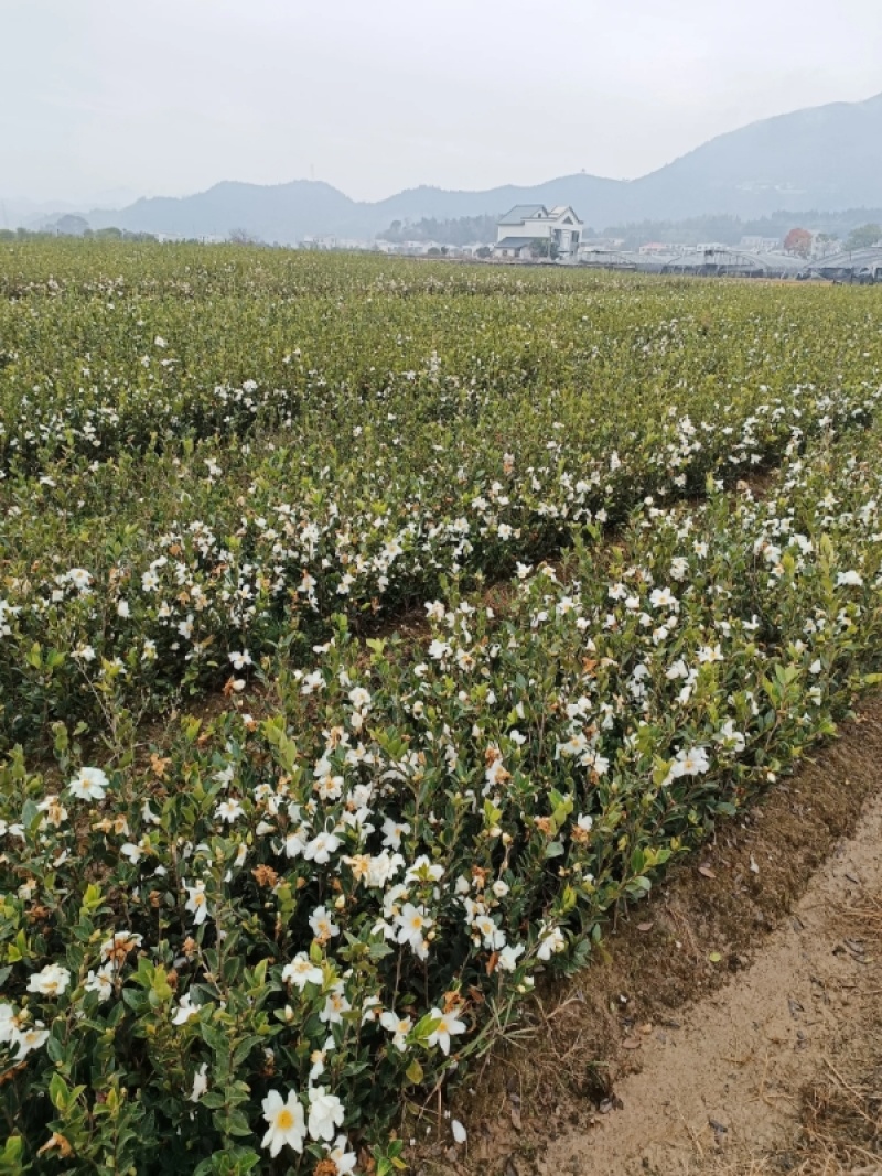 油茶苗长林系列4号53号等高产嫁接油茶苗三华系列软枝包邮