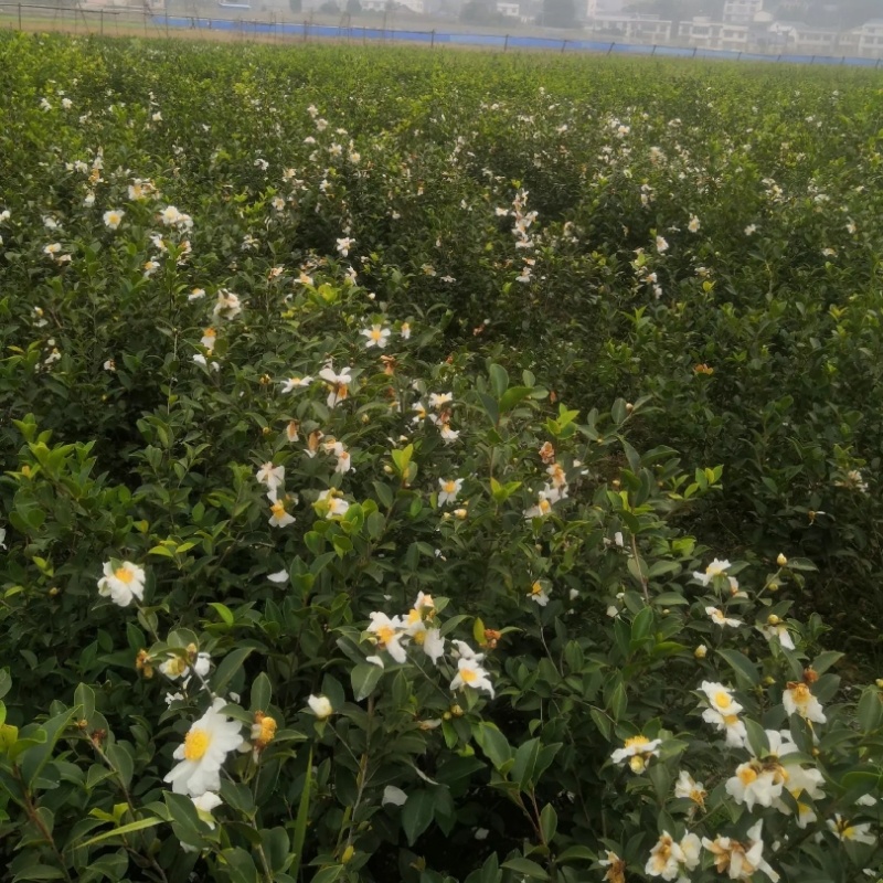 油茶苗长林系列4号53号等高产嫁接油茶苗三华系列软枝包邮