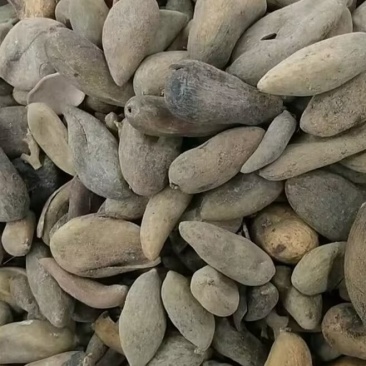 陕西汉中高质量五倍子，大量出售，