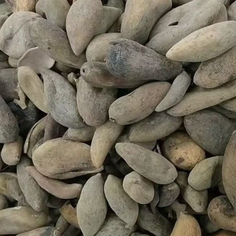 陕西汉中高质量五倍子，大量出售，