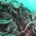海带头5-8cm干海带头海带头小头海带干头短头海带头