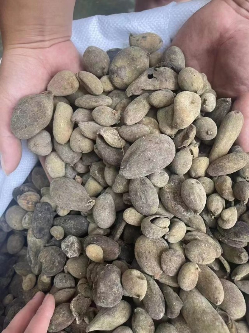 陕西汉中高质量五倍子，大量出售，