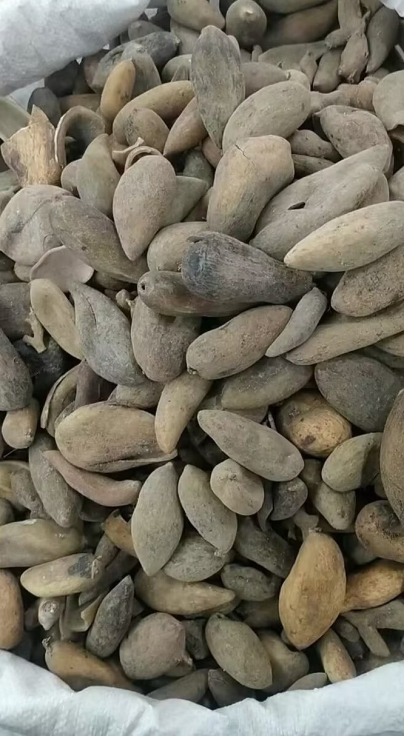 陕西汉中高质量五倍子，大量出售，