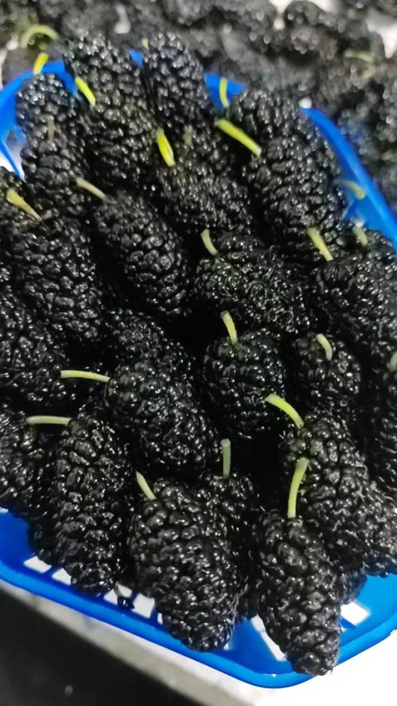 桑葚果量大货好可以产地看货周期两个月甜度高颗粒大