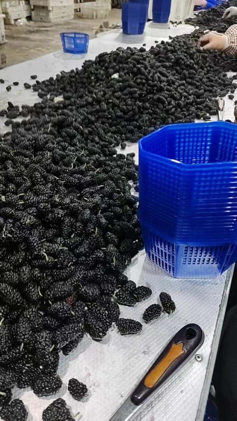桑葚果量大货好可以产地看货周期两个月甜度高颗粒大