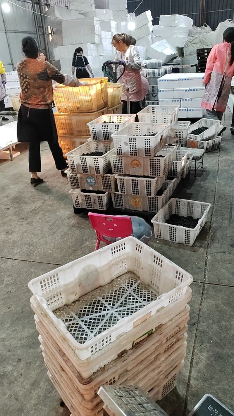 桑葚果量大货好可以产地看货周期两个月甜度高颗粒大