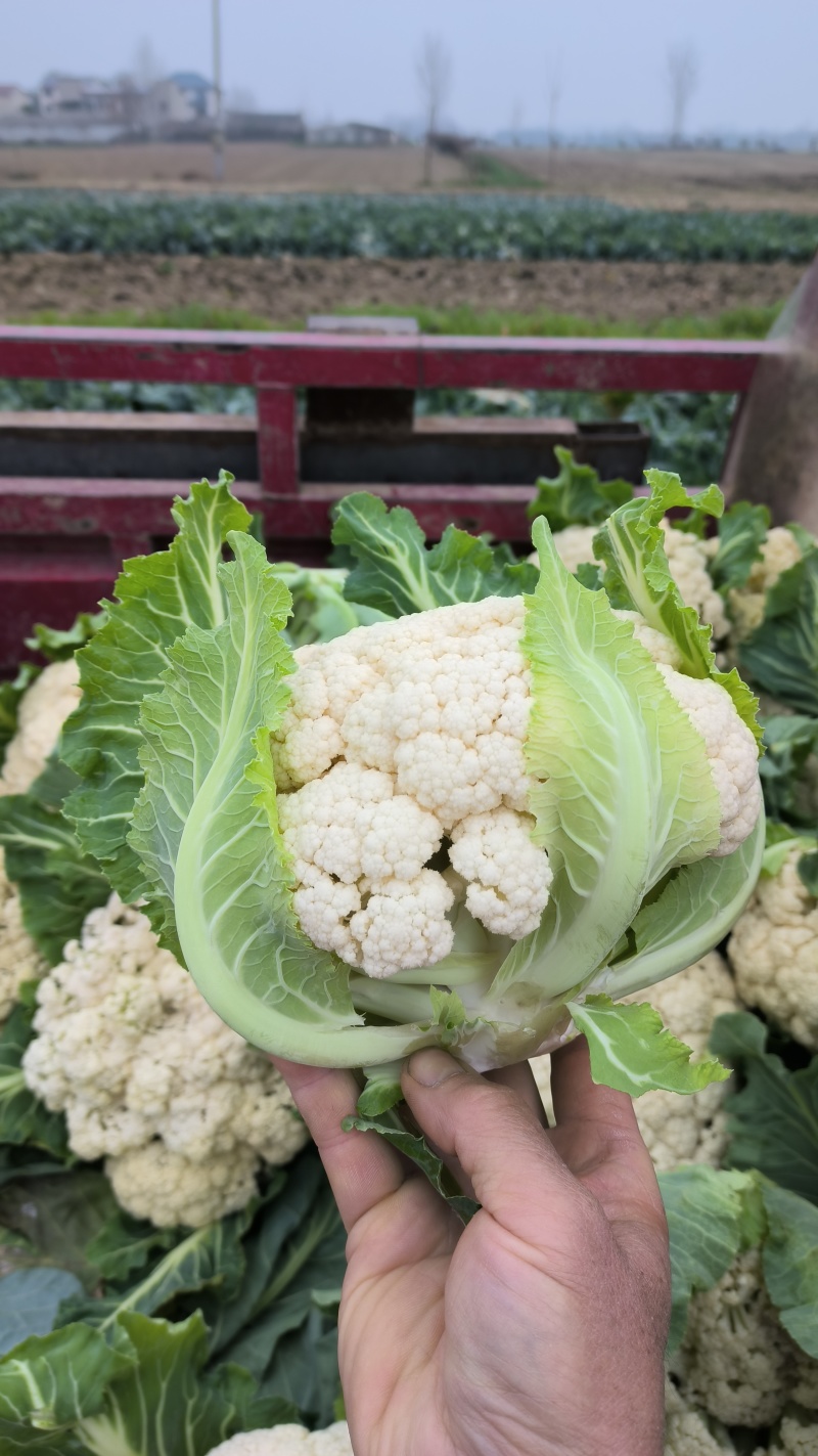 有机花菜湖北省襄阳市松花菜色白基地自产自销