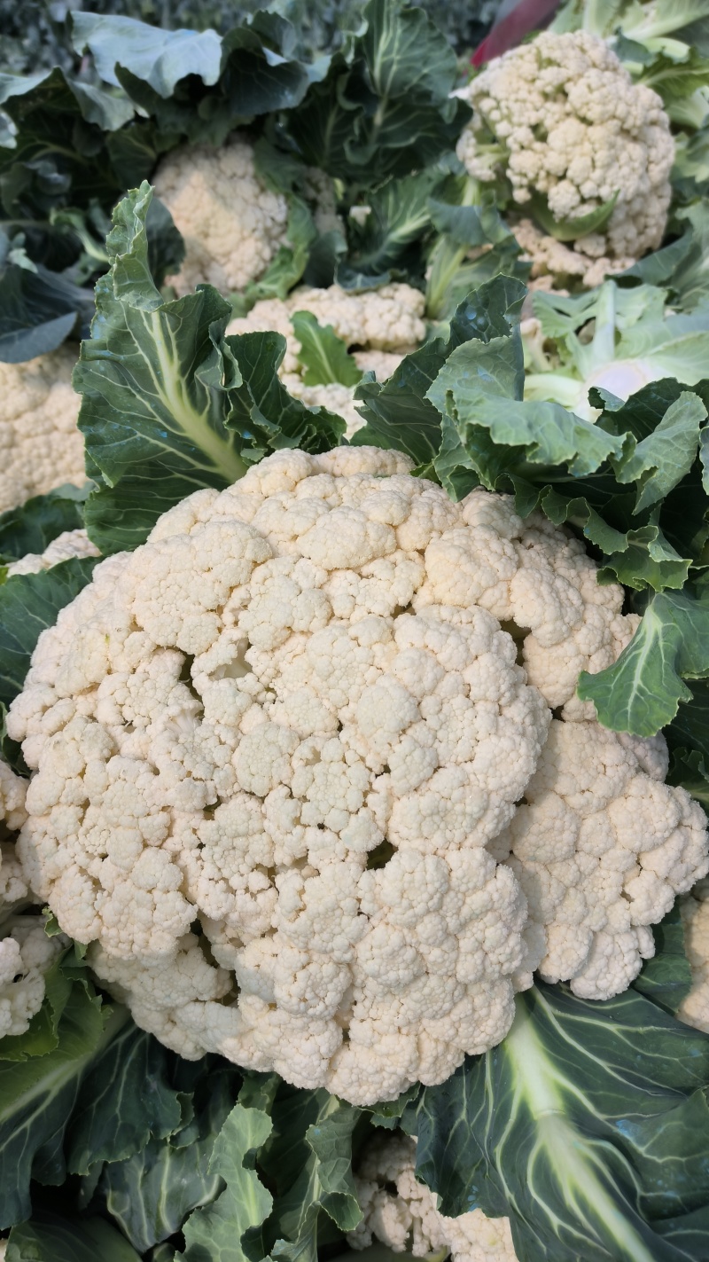 有机花菜湖北省襄阳市松花菜色白基地自产自销