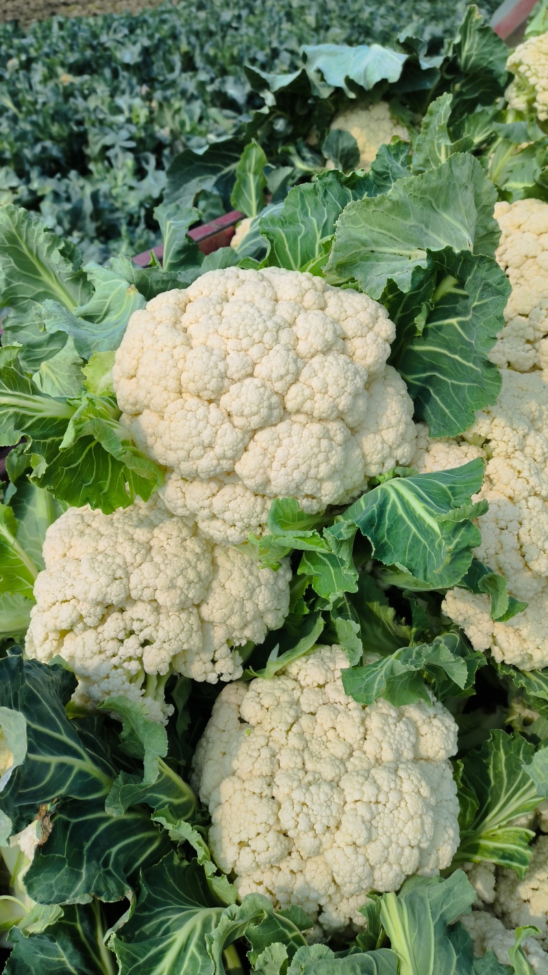 有机花菜湖北省襄阳市松花菜色白基地自产自销