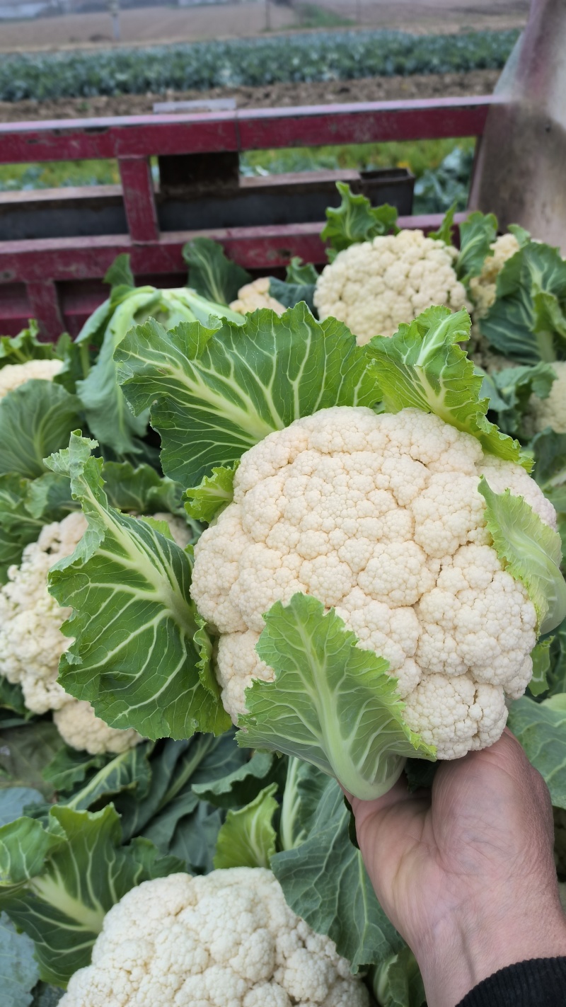 有机花菜湖北省襄阳市松花菜色白基地自产自销
