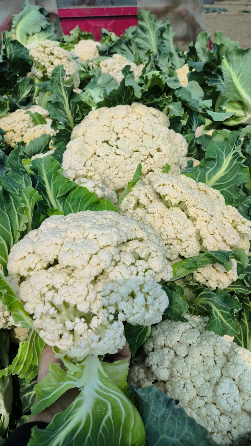有机花菜湖北省襄阳市松花菜色白基地自产自销