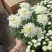 黄白菊