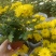 黄白菊