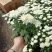 黄白菊
