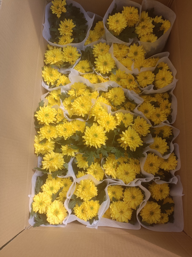 黄白菊