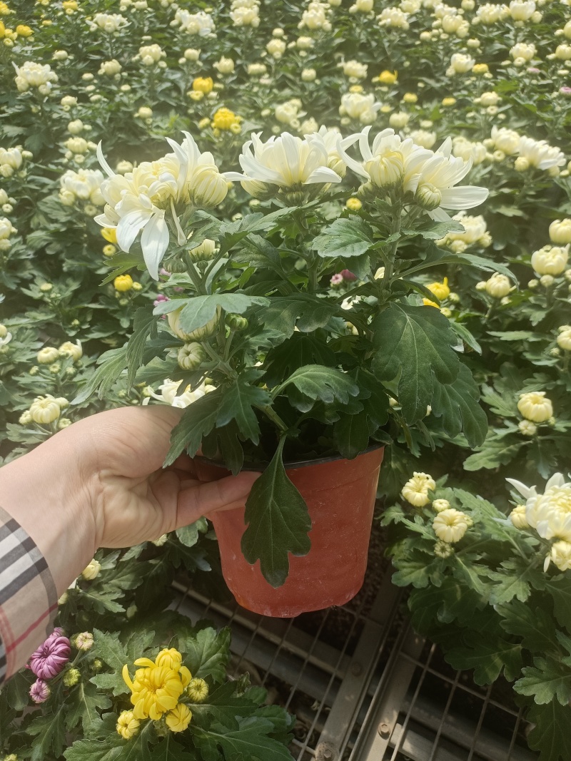 黄白菊