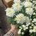 黄白菊