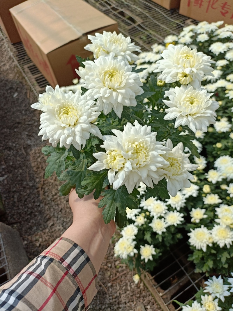 黄白菊