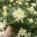 黄白菊