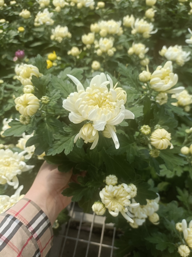 黄白菊